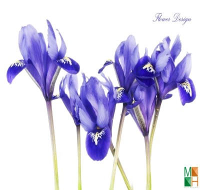  Tranh dán tường Hàn Quốc hoa diên vĩ đẹp FW - 008